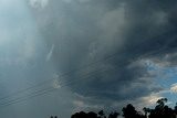 Tenterfield funnel picture