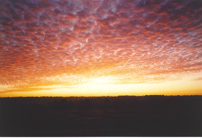 favourites jimmy_deguara : Schofields, NSW   21 July 1995