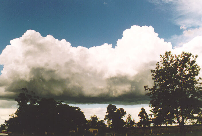 cumulus congestus : Castlereagh, NSW   18 November 1995