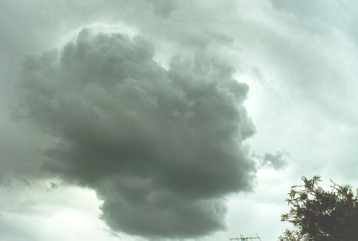 cumulus congestus : Oakhurst, NSW   9 November 1996