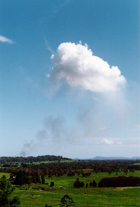 favourites michael_bath : Parrots Nest, NSW   29 December 1996