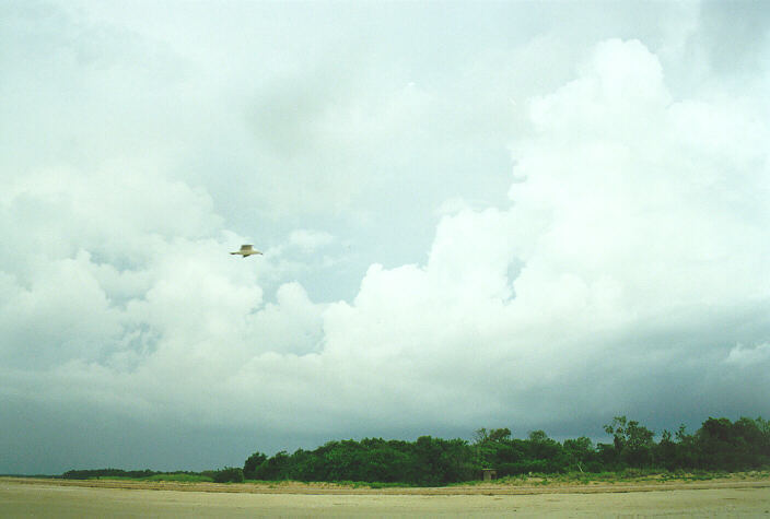 cumulus congestus : Darwin, NT   3 December 1997