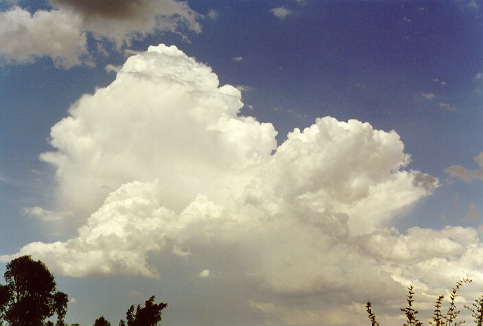 thunderstorm cumulonimbus_calvus : Oakhurst, NSW   19 December 1997