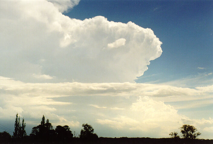 thunderstorm cumulonimbus_incus : Camden, NSW   1 February 1998