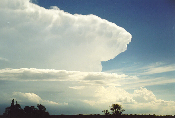 thunderstorm cumulonimbus_incus : Camden, NSW   1 February 1998