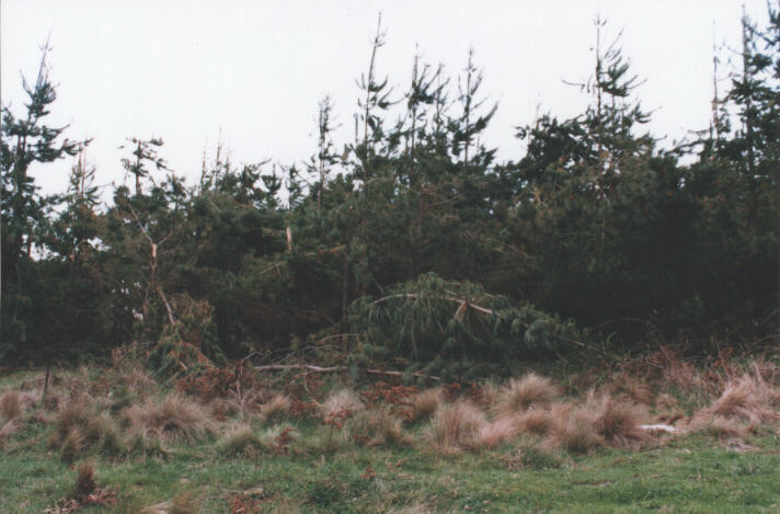 disasters storm_damage : Nundle, NSW   7 October 1998