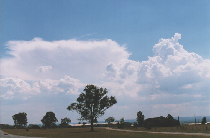 cumulus congestus : Luddenham, NSW   12 December 1998