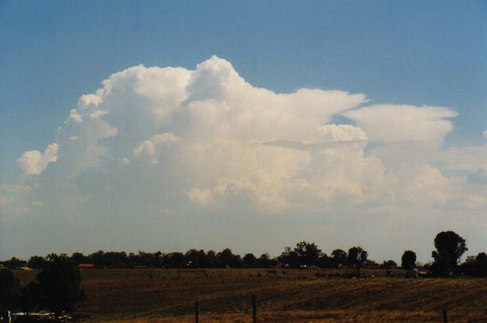 cumulus congestus : Luddenham, NSW   12 December 1998