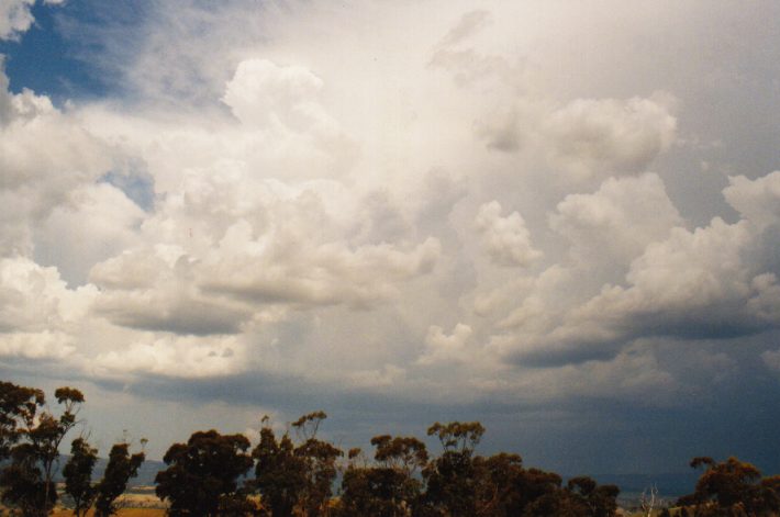 cumulus congestus : Jenolan Caves Rd, NSW   13 December 1998