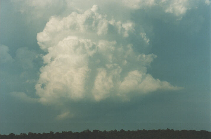 thunderstorm cumulonimbus_calvus : Schofields, NSW   29 January 1999