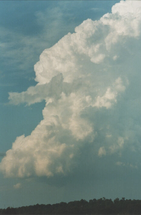 thunderstorm cumulonimbus_calvus : Schofields, NSW   29 January 1999