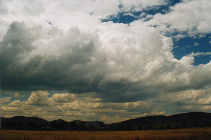 cumulus congestus : S of Breeza, NSW   30 January 1999