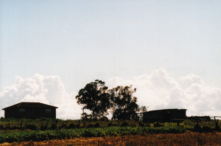 cumulus mediocris : Schofields, NSW   29 September 1999