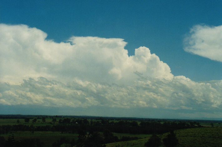 cumulus mediocris : Parrots Nest, NSW   24 October 1999