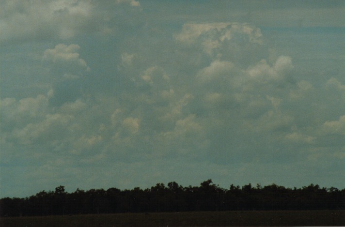 cumulus congestus : S of Cunumulla, Qld   27 November 1999