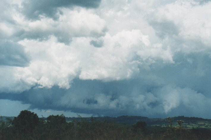 favourites michael_bath : Parrots Nest, NSW   5 January 2000