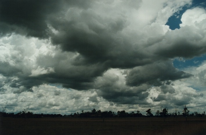 cumulus congestus : N of Uralla, NSW   17 January 2000