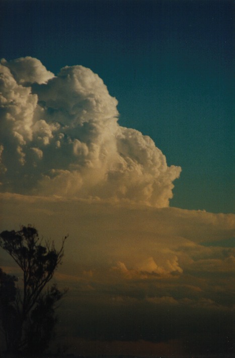 updraft thunderstorm_updrafts : Schofields, NSW   9 March 2000