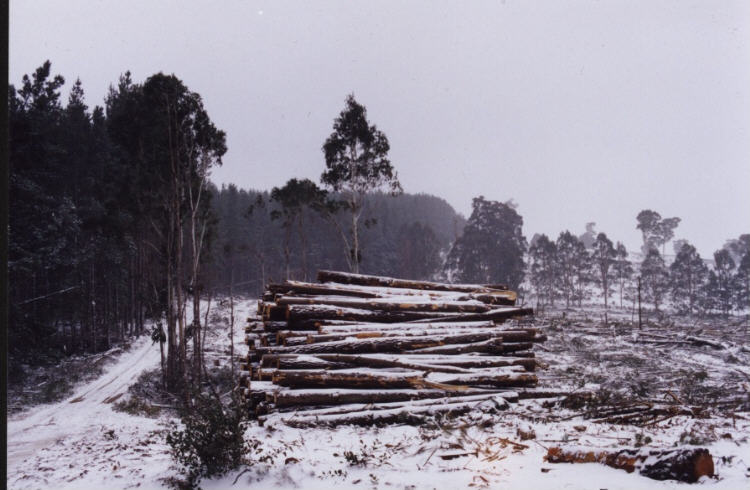 contributions received : Shooters Hill, NSW<BR>Photo by Jeff Brislane   28 May 2000