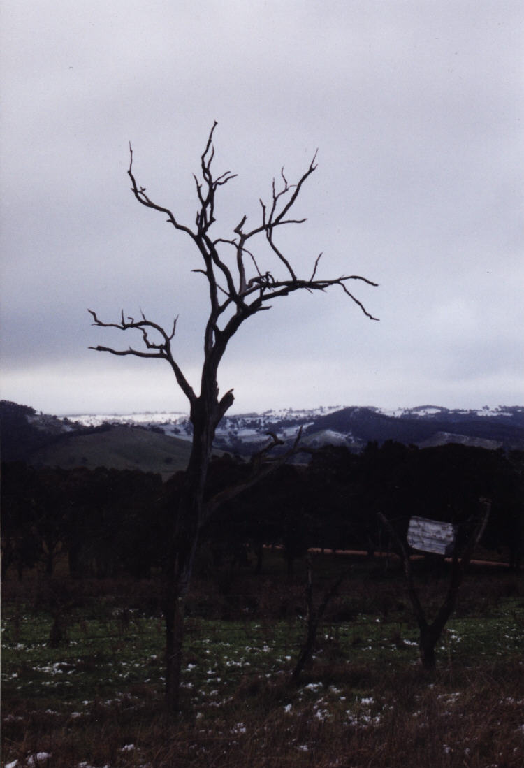 contributions received : Tarana, NSW<BR>Photo by Jeff Brislane   29 May 2000