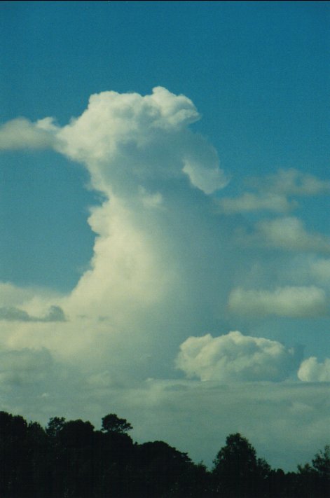 cumulus congestus : McLeans Ridges, NSW   5 July 2000