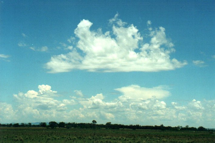 cumulus congestus : E of Casino, NSW   4 November 2000