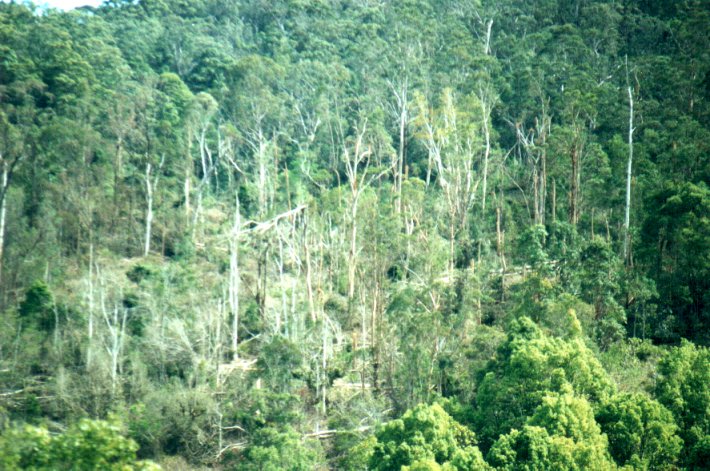 disasters storm_damage : Mount Warning, NSW   11 November 2000