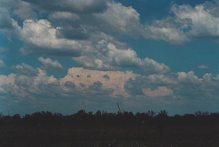 cumulus mediocris : E of Yelarbon, Qld   27 November 2000