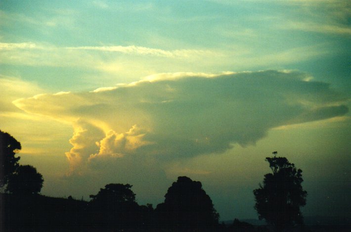 favourites michael_bath : McLeans Ridges, NSW   11 December 2000