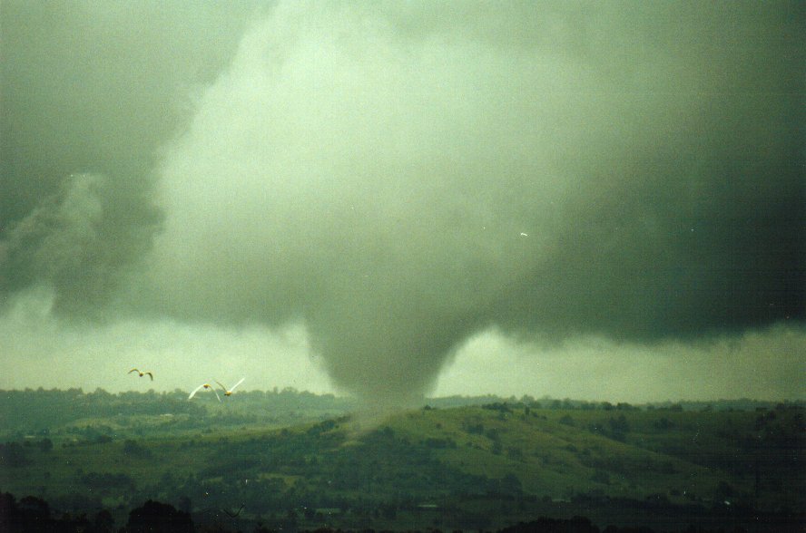 tornadoes funnel_tornado_waterspout : McLeans Ridges, NSW   29 January 2001