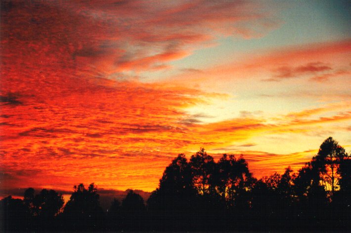 favourites michael_bath : McLeans Ridges, NSW   30 January 2001