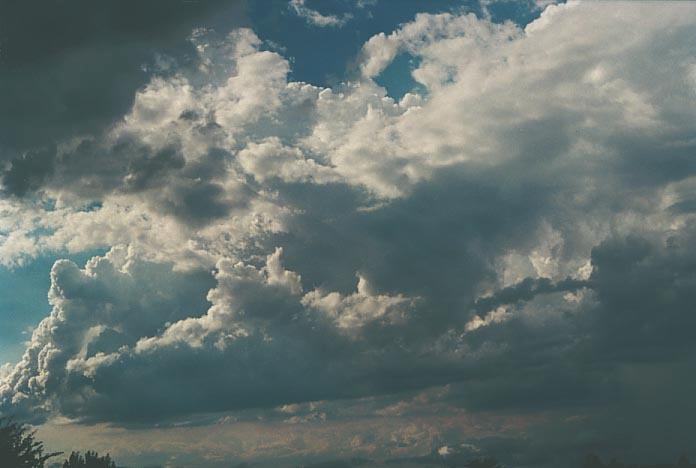 cumulus mediocris : Pittown, NSW   28 February 2001