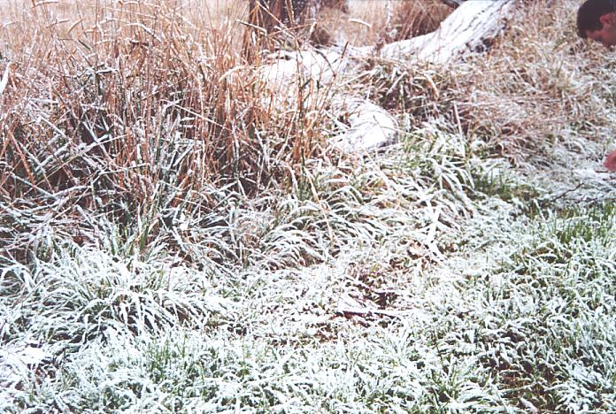 snow snow_pictures : Ben Lomond, NSW   8 July 2001