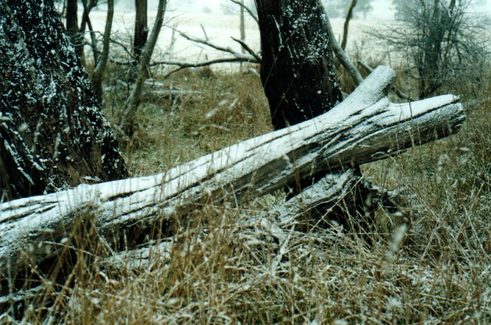 snow snow_pictures : Ben Lomond, NSW   8 July 2001