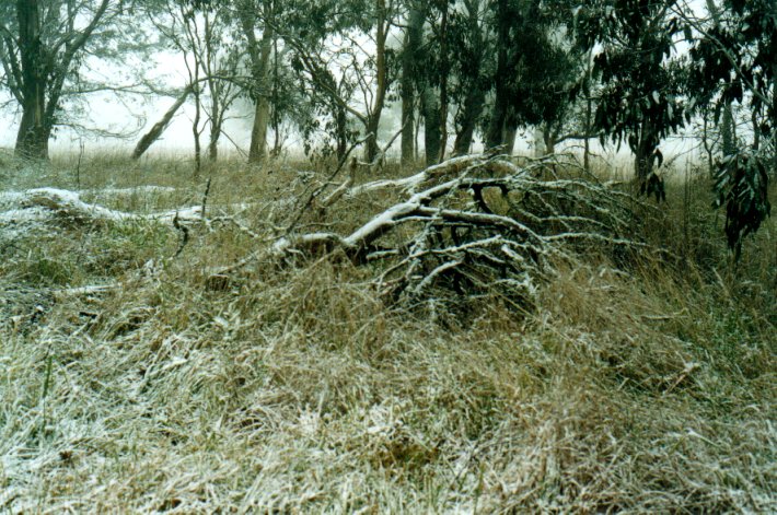 snow snow_pictures : Ben Lomond, NSW   8 July 2001