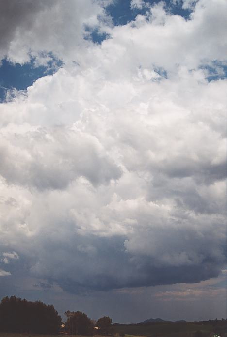 thunderstorm cumulonimbus_calvus : Dorrigo, NSW   3 December 2001