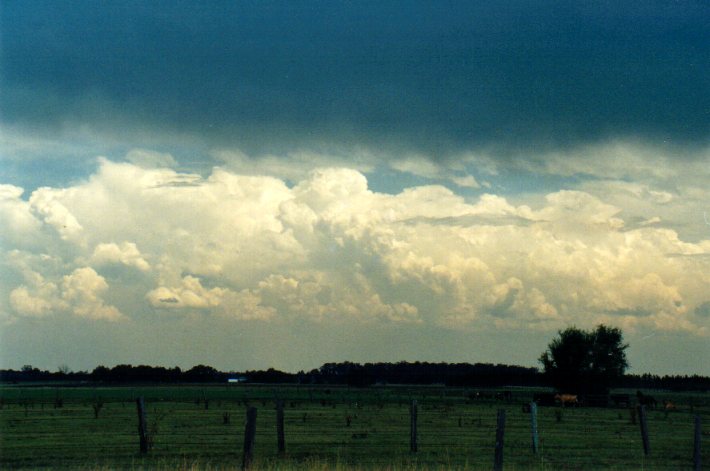 cumulus congestus : N of Casino, NSW   30 December 2001