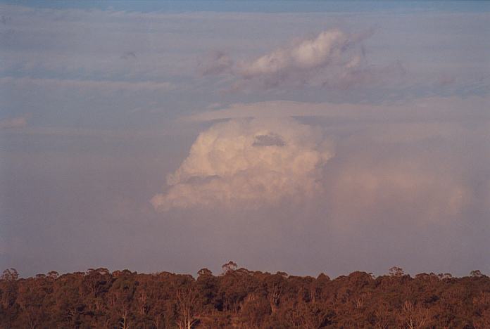 thunderstorm cumulonimbus_calvus : Schofields, NSW   7 January 2002