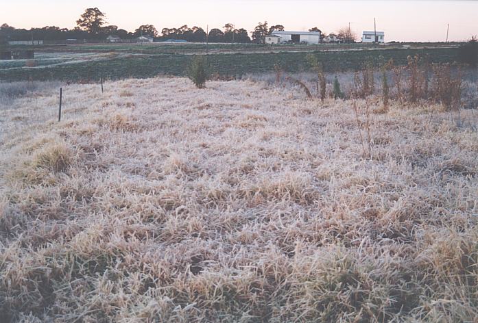 fogmist fog_mist_frost : Schofields, NSW   12 July 2002