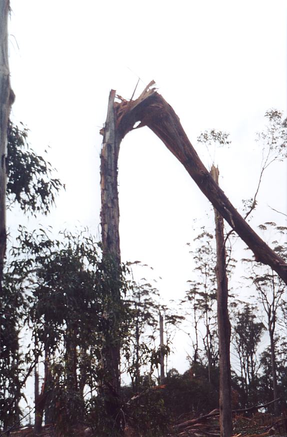 contributions received : Niangala, NSW<BR>Photo by John Sweatman   29 November 2002