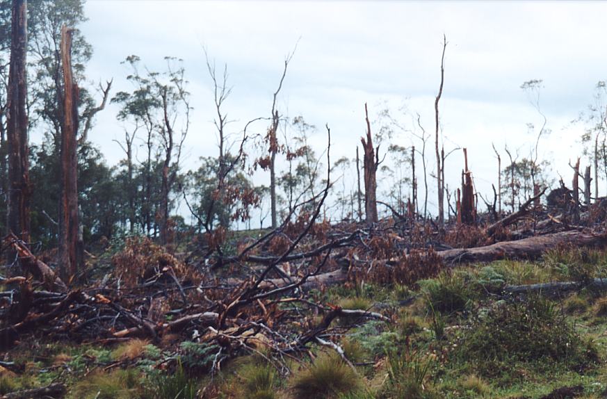 contributions received : Niangala, NSW<BR>Photo by John Sweatman   29 November 2002