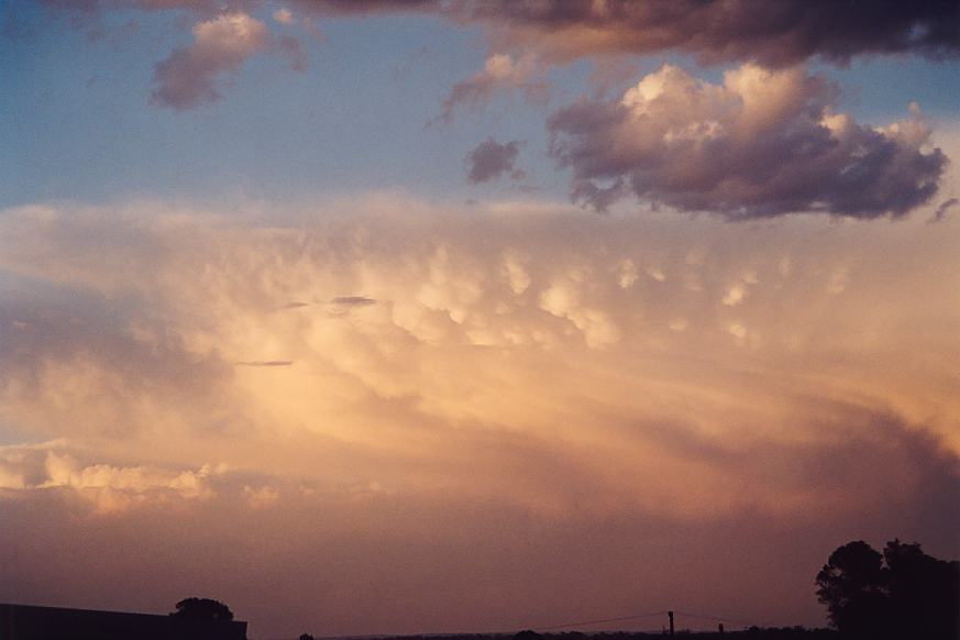 contributions received : Schofields, NSW<BR>Photo by Geoffrey Thurtell   7 January 2003