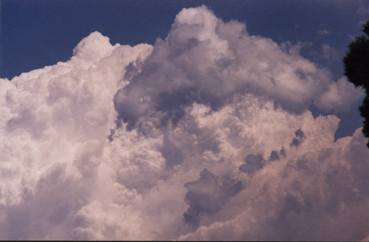 contributions received : Emu Plains, NSW<BR>Photo by Jeff Brislane   12 February 2003