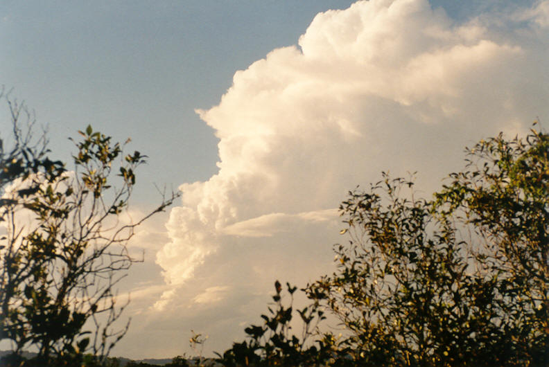 thunderstorm cumulonimbus_calvus : Wardell, NSW   22 March 2003