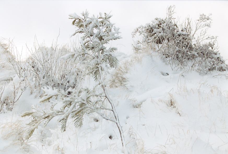 snow snow_pictures : near Shooters Hill, NSW   26 July 2003