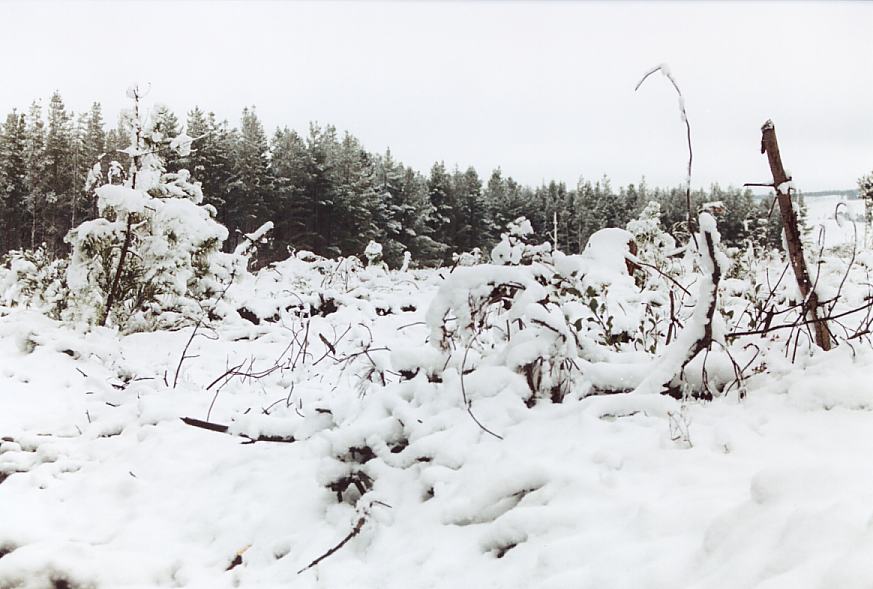 snow snow_pictures : near Shooters Hill, NSW   26 July 2003