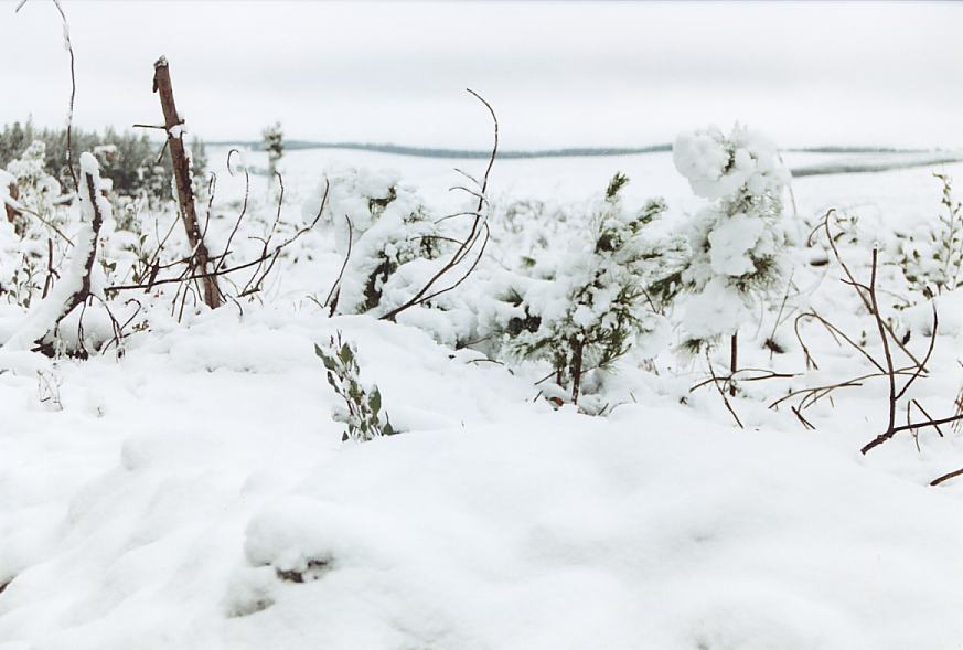 snow snow_pictures : near Shooters Hill, NSW   26 July 2003