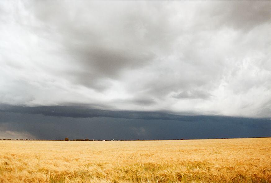 cumulonimbus thunderstorm_base : Moree, NSW   2 October 2003