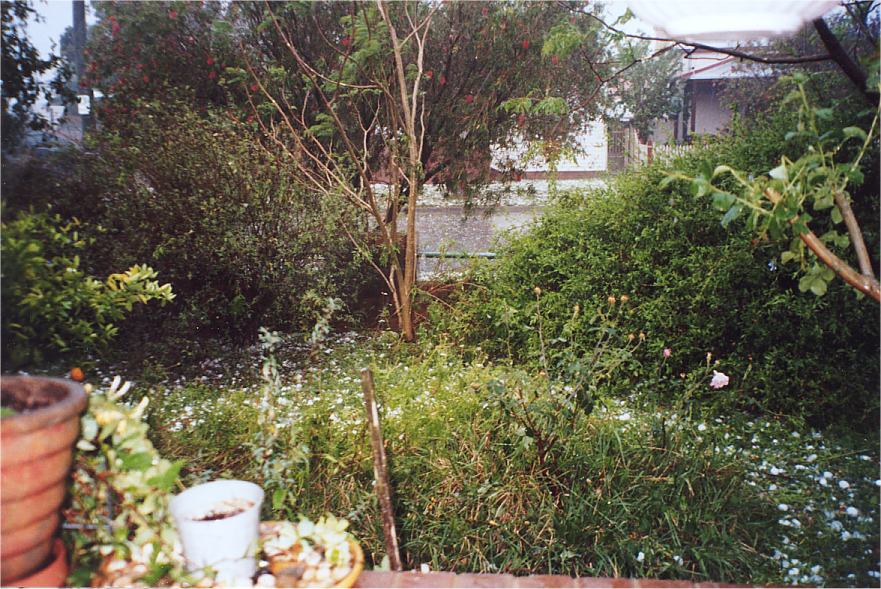 contributions received : Riverstone, NSW<BR>Photo by Christine Cawsey   25 October 2003