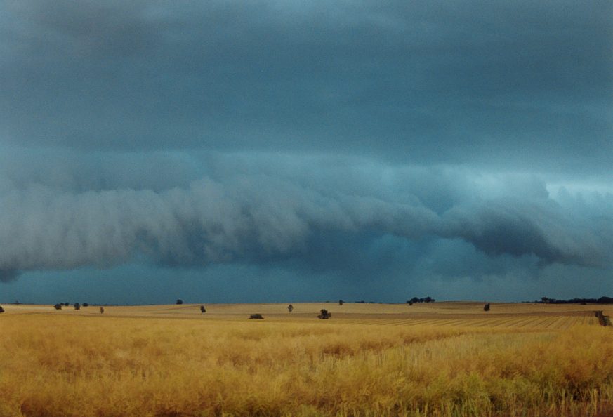 shelfcloud shelf_cloud : Temora, NSW   21 November 2003